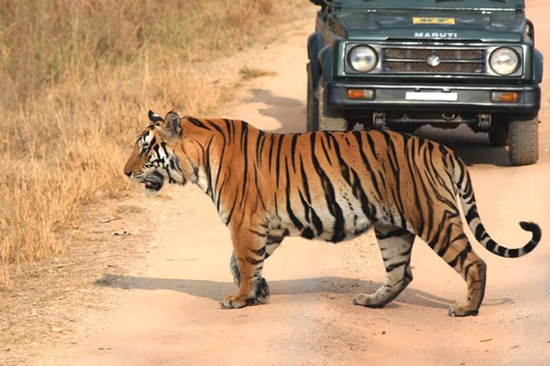 Khajuraho Private Tour - Tiger