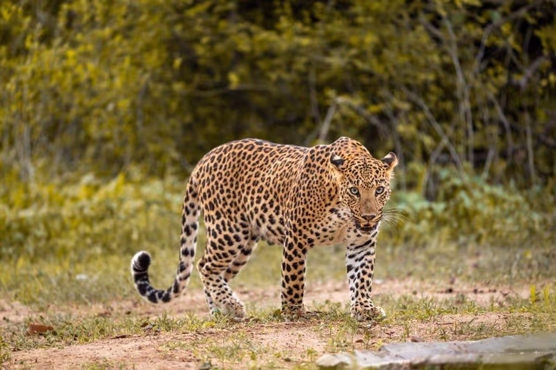 Khajuraho Private Tour - Leopard