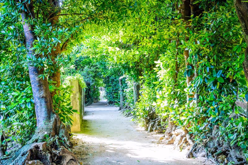 Okinawa Main Island Private Tour - Fukugi walk street