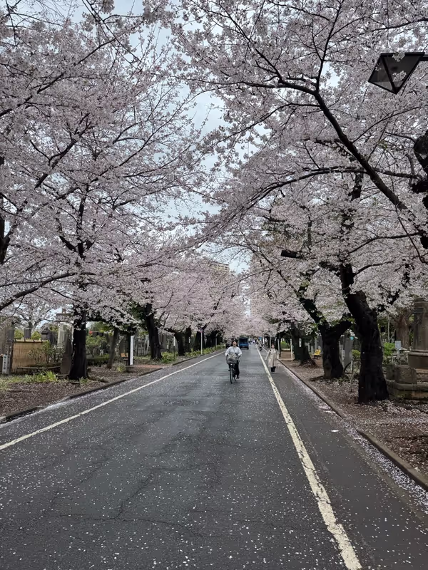 Tokyo Private Tour - Yanaka  with cherry blossoms