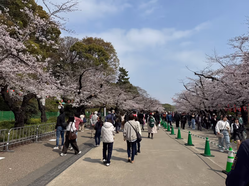 Tokyo Private Tour - Ueno Park with cherry blossoms