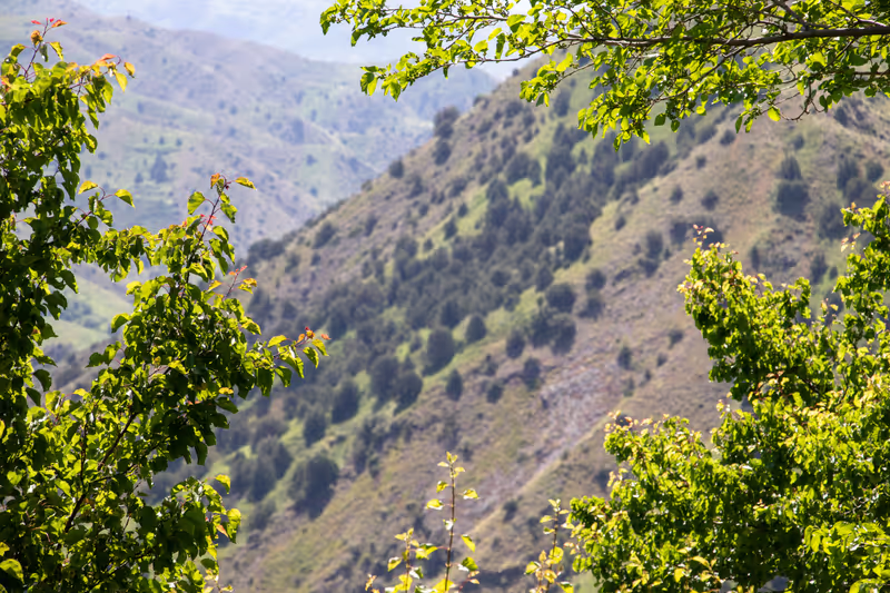 Yerevan Private Tour - Garni Mountains