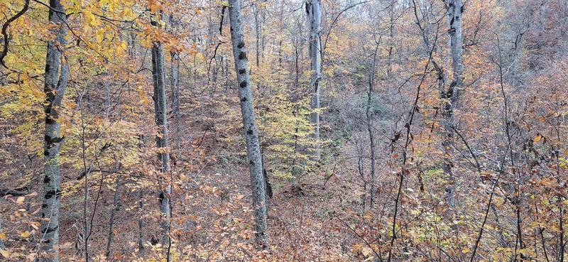 Yerevan Private Tour - Hiking through the emerald forests of Dilijan Nati