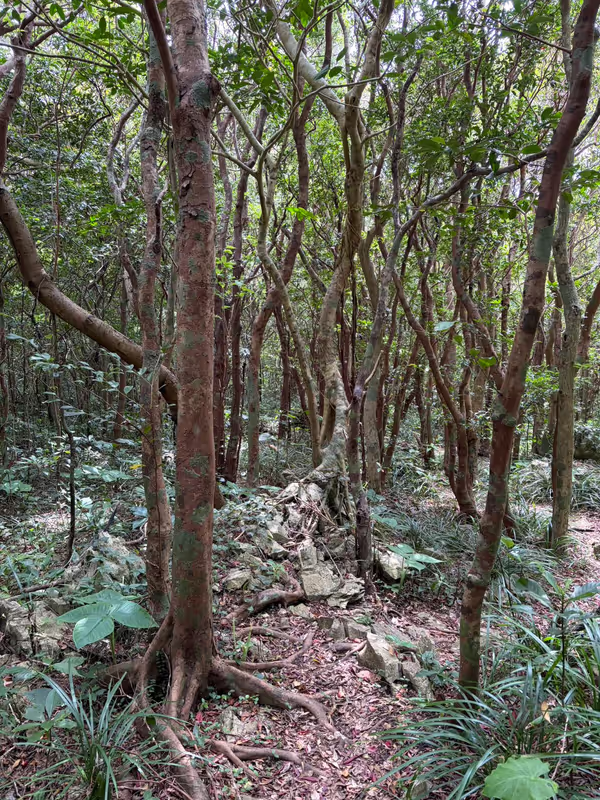 Okinawa Main Island Private Tour - jungle