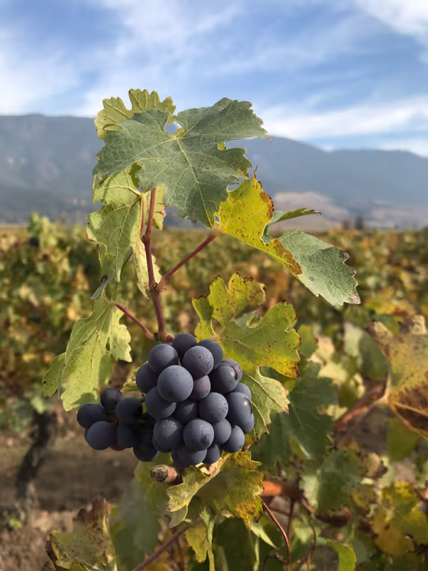 Santiago Private Tour - 
