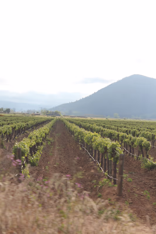 Santiago Private Tour - Casablanca