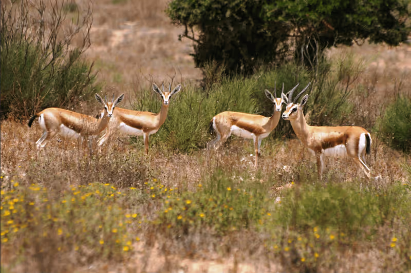 Agadir Private Tour - 
