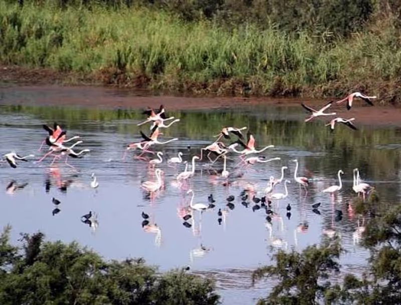 Agadir Private Tour - Massa National Park Birdwatching