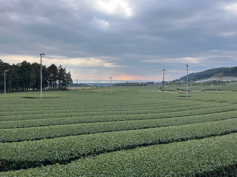 Kagoshima Private Tour - Tea Terrace