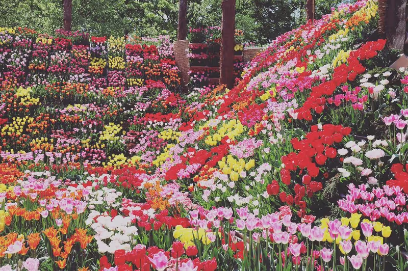 Toyama Private Tour - Tulip Shikisai-kan in spring season