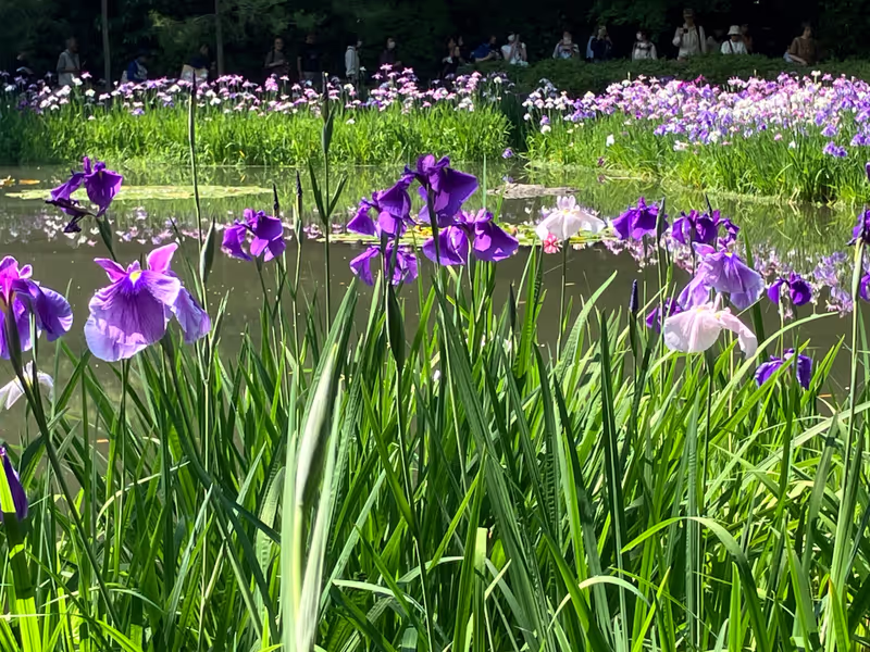 Kyoto Private Tour - Heian Shrine Garden — Irises in June