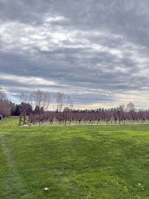 Christchurch Private Tour - waipara wine