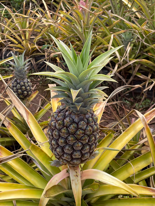 Honolulu Private Tour - Dole Plantation – Pineapple