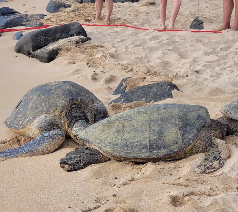 Honolulu Private Tour - Laniakea Beach – Hawaiian Green Sea Turtles