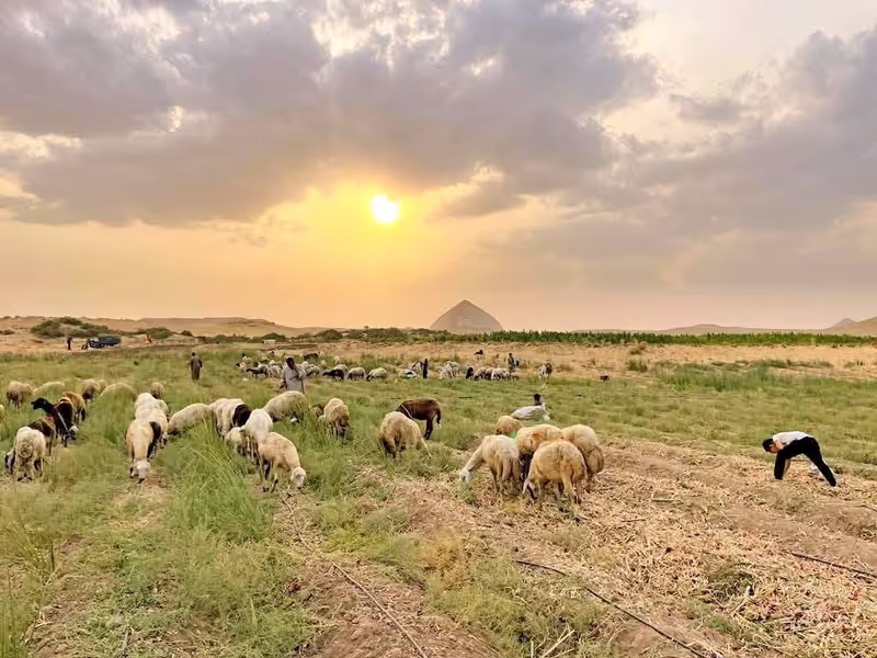 Giza Private Tour - farm animals nearby the bent pyramid