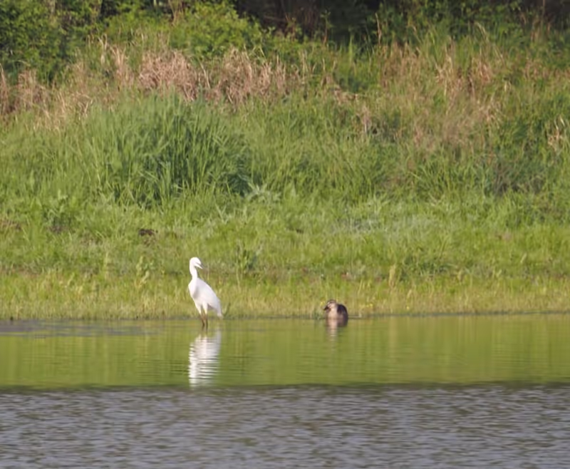 Wuhan Private Tour - Egret