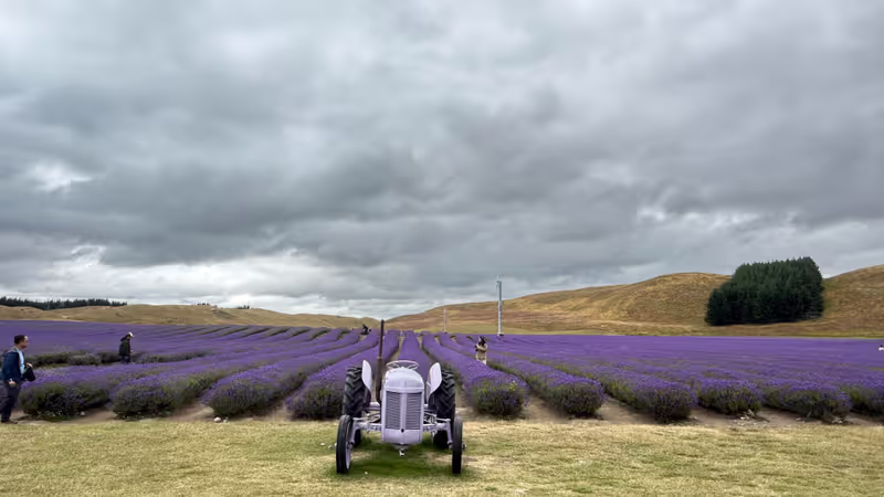 Christchurch Private Tour - Lavender farm