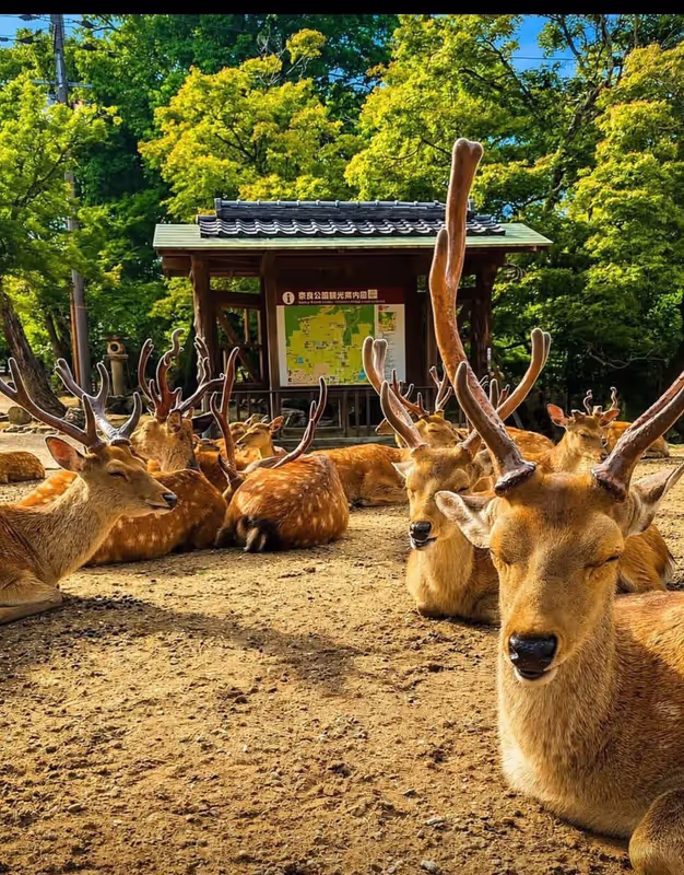 Kobe Private Tour - Nara deers