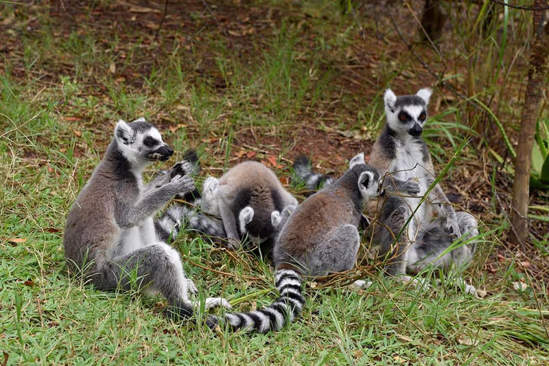 Antananarivo Private Tour - 