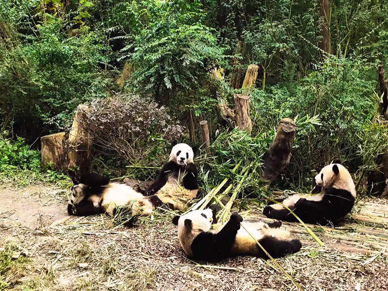 Chengdu Private Tour - VIP panda time.