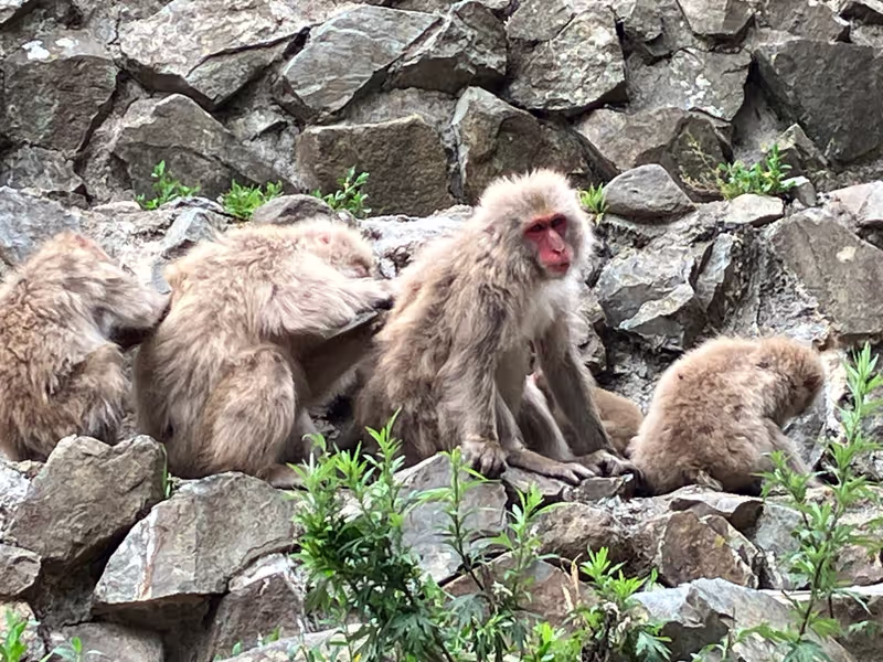 Nagano Private Tour - Monkeys Scratching Each Other’s Backs (July)