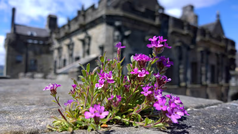 Edinburgh Private Tour - Stirling Castle