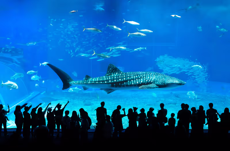 Okinawa Main Island Private Tour - Okinawa Churaumi Aquarium