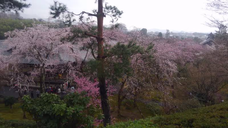 Kyoto Private Tour - 