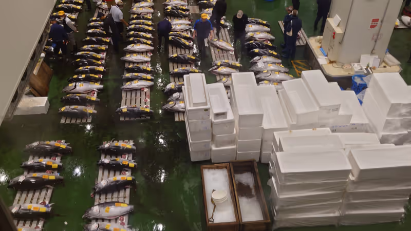Tokyo Private Tour - Tuna Auction (Fresh tuna)