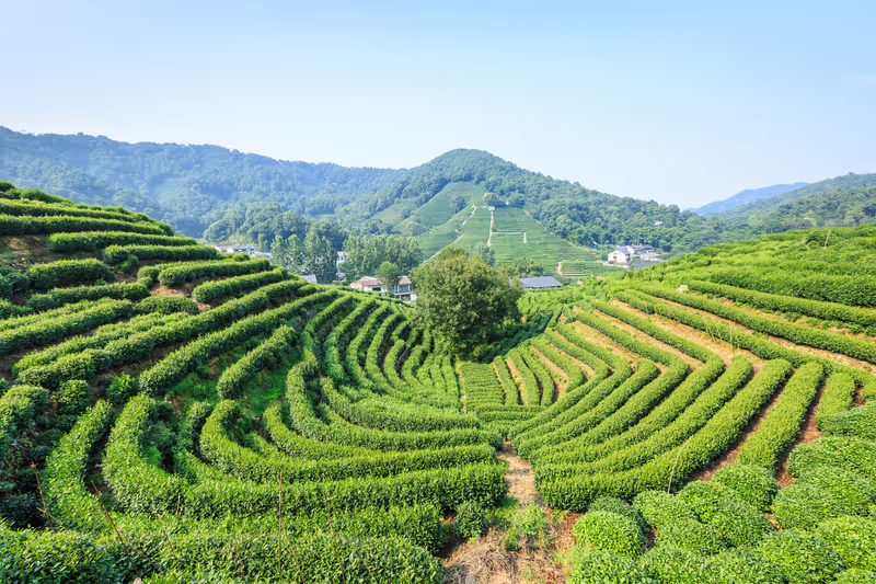 Hangzhou Private Tour - Tea Plantation