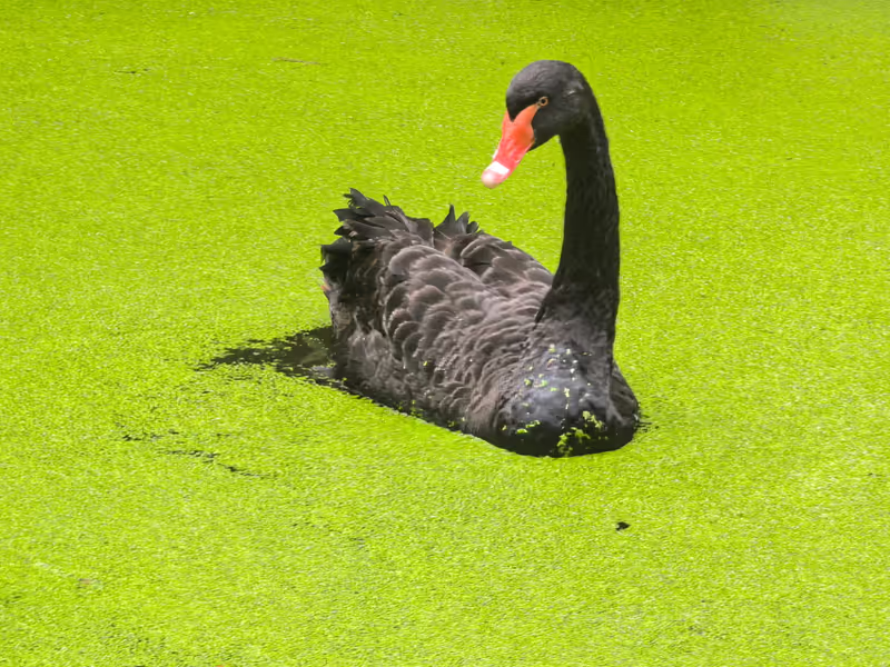 Hangzhou Private Tour - Swan in Matcha Lake