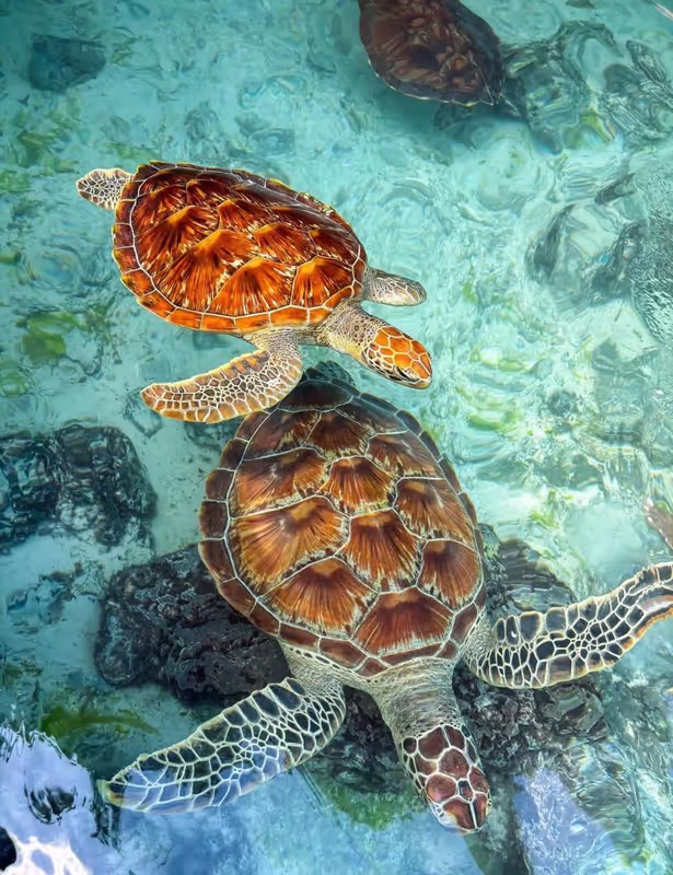 Zanzibar Private Tour - 