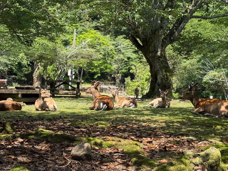 Hiroshima Private Tour - Miyajima deer relaxing in the shade at Omoto Park
