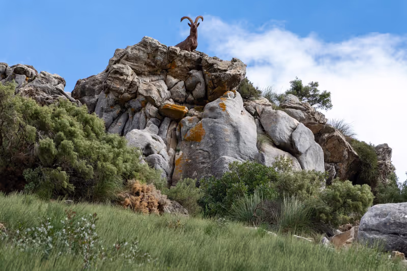 Malaga Private Tour - Mountain Goat/Ibex