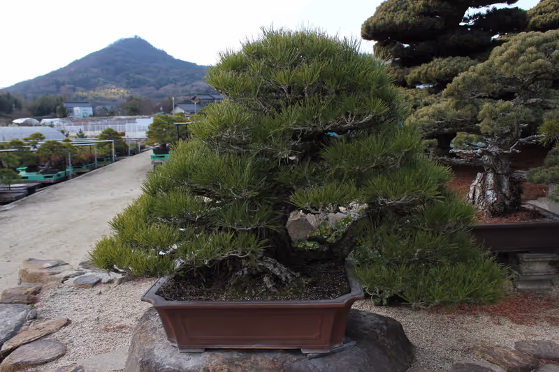 Kagawa Private Tour - 