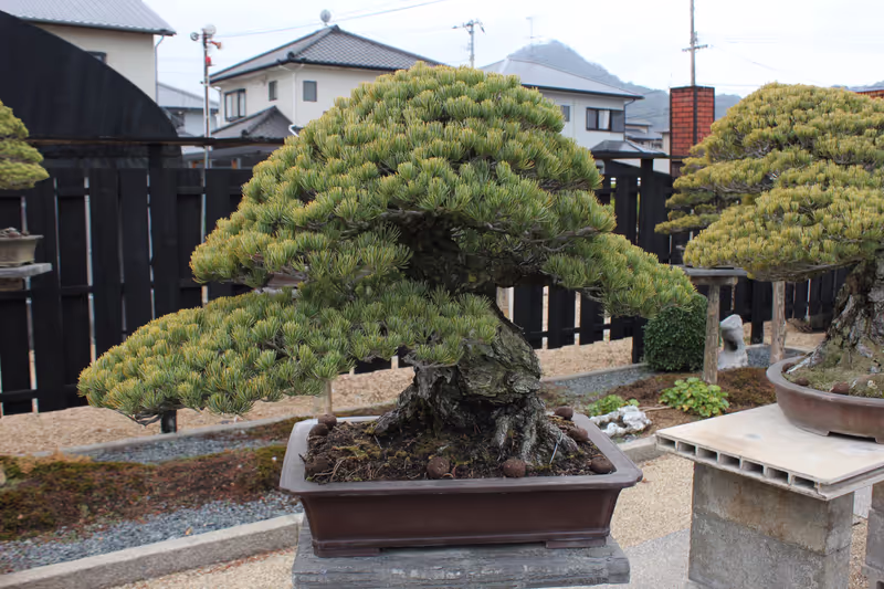 Kagawa Private Tour - 