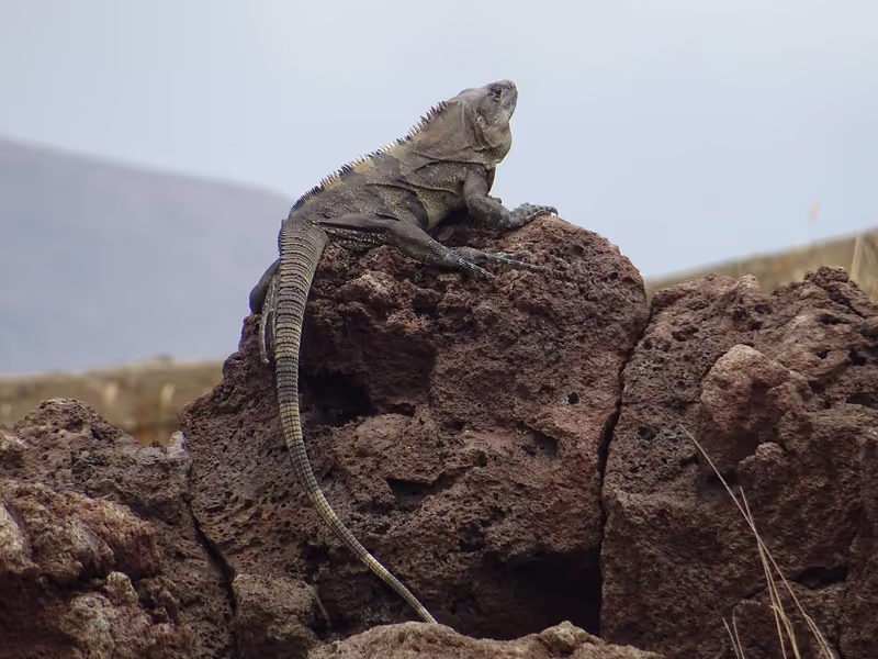 Managua Private Tour - Iguana on the edge of Volcano
