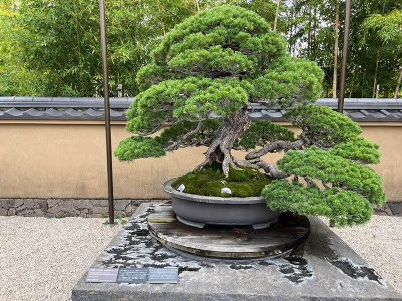 Saitama Private Tour - Japanese Five Needle Pine, named Chiyono-Matsu