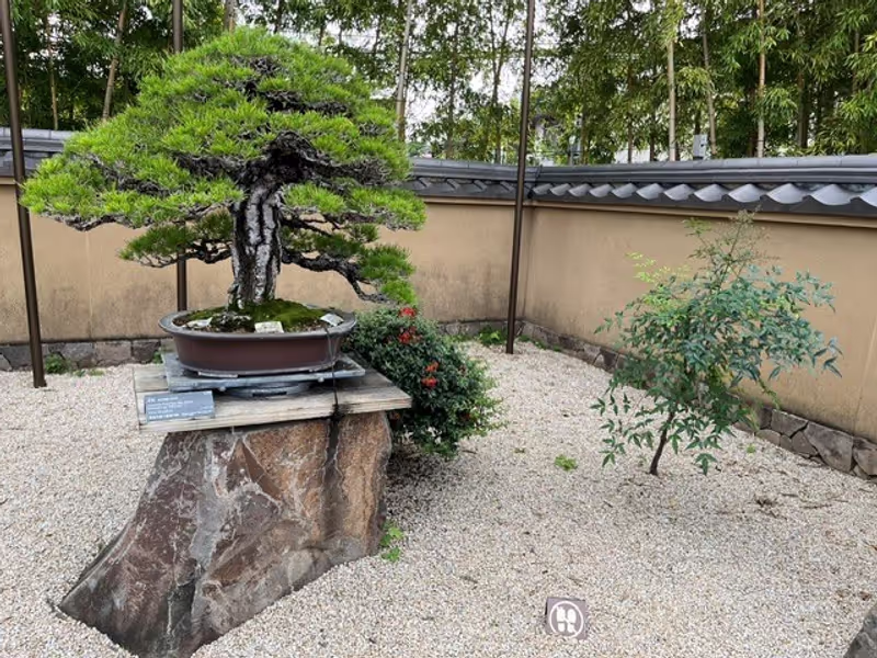 Saitama Private Tour - Aka-matsu, pine tree