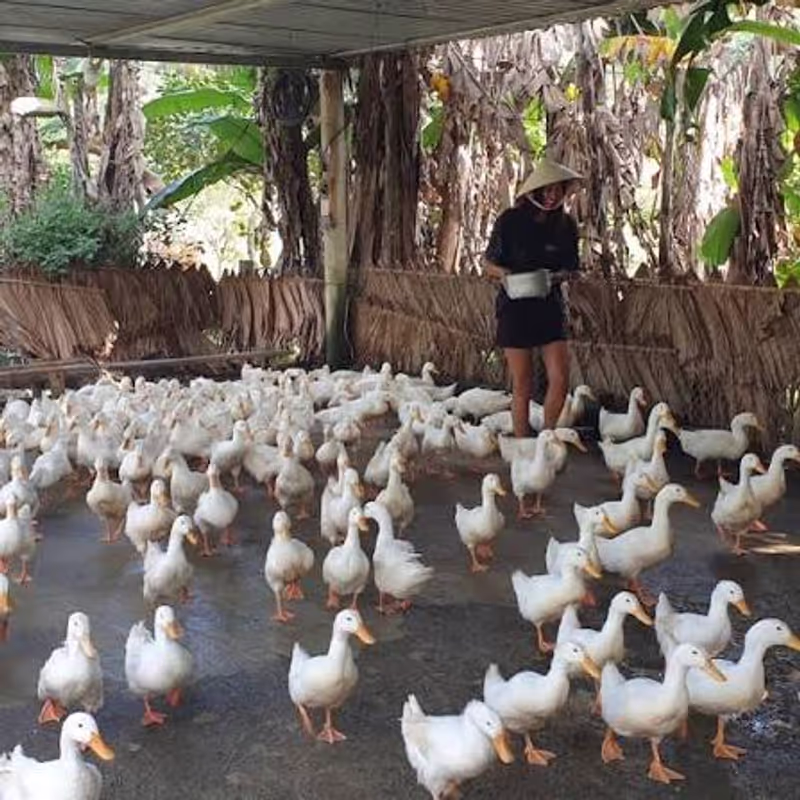 Hanoi Private Tour - Duck Farm