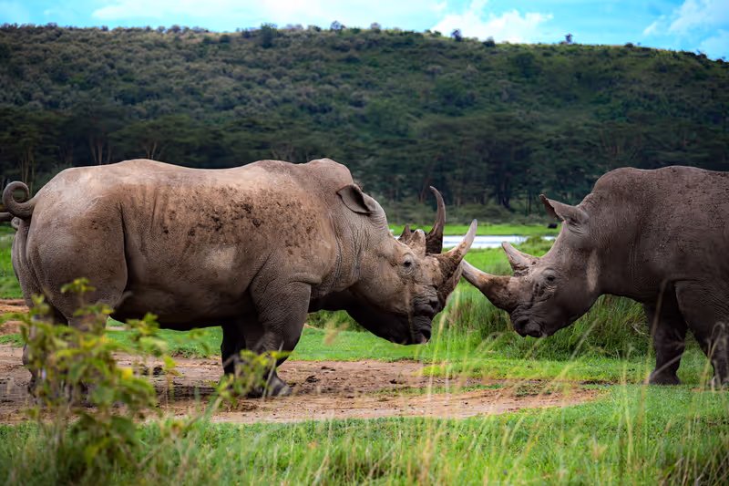 Nairobi Private Tour - 