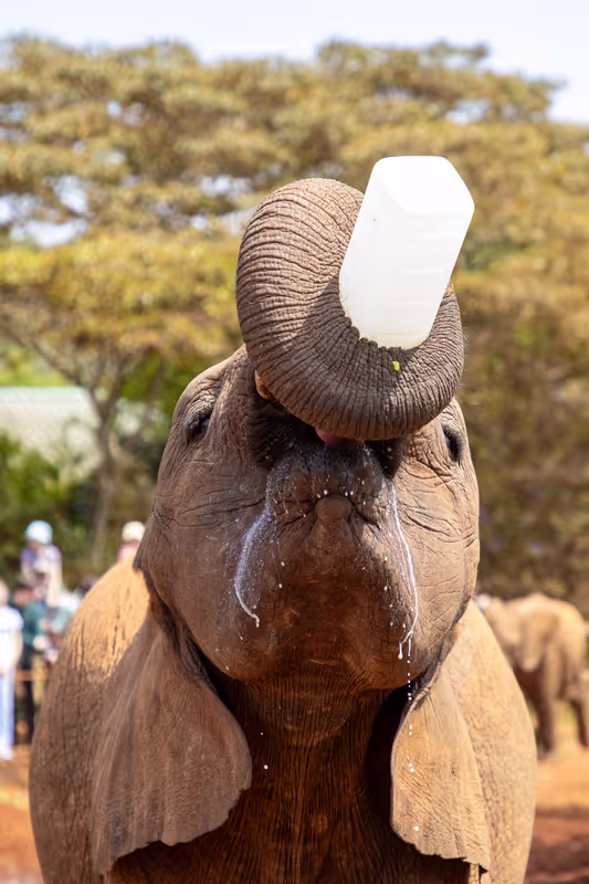 Nairobi Private Tour - 