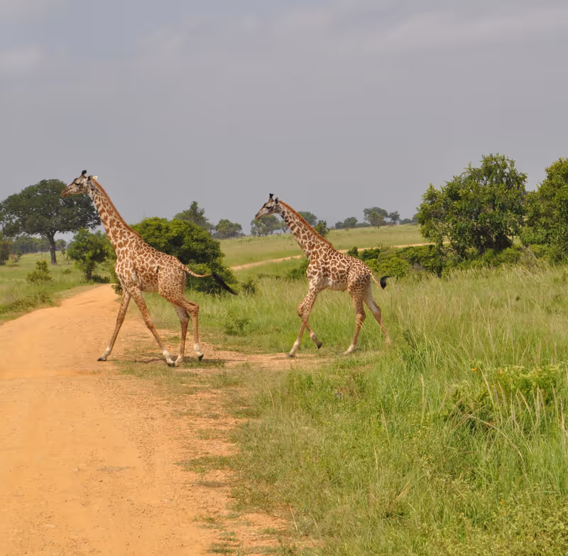 Nairobi Private Tour - 