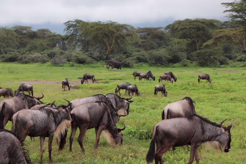 Nairobi Private Tour - 
