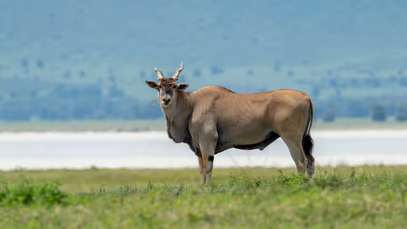 Nairobi Private Tour - 