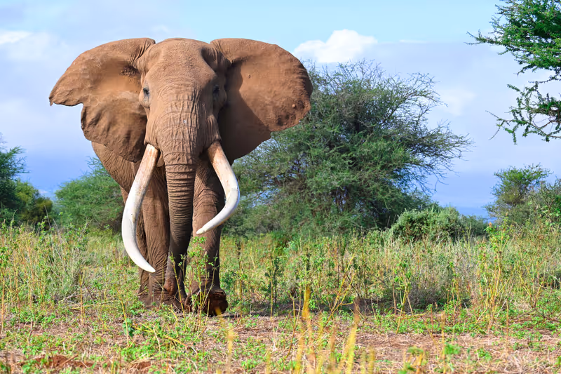 Nairobi Private Tour - 