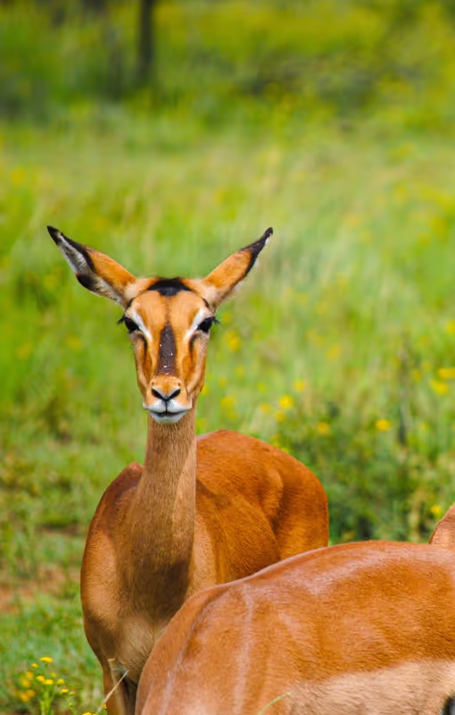 Nairobi Private Tour - 