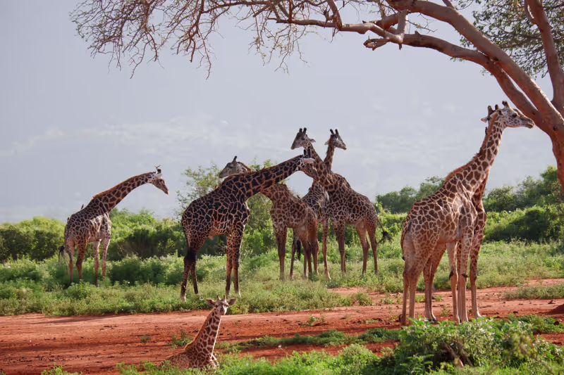 Nairobi Private Tour - 