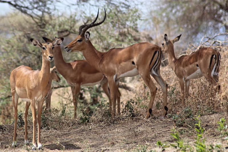 Nairobi Private Tour - 
