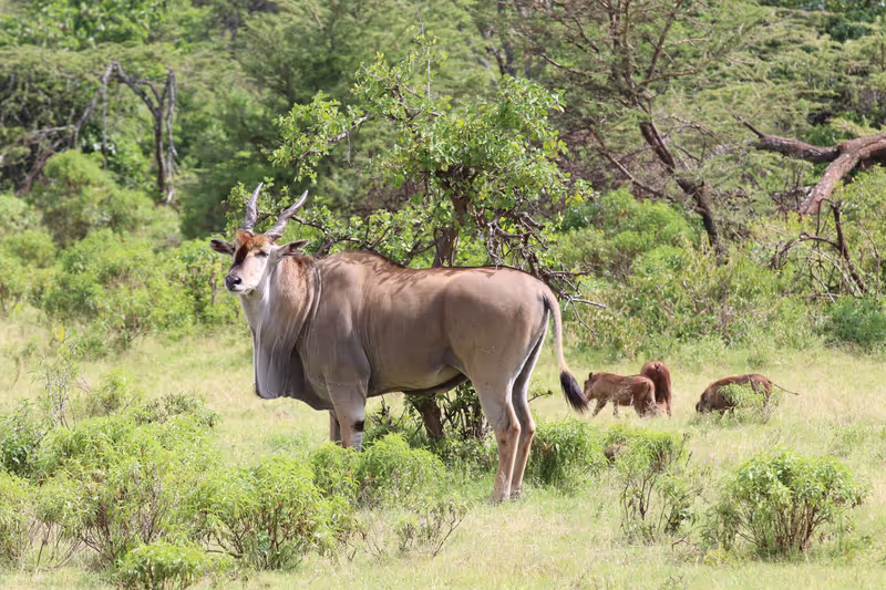 Nairobi Private Tour - 